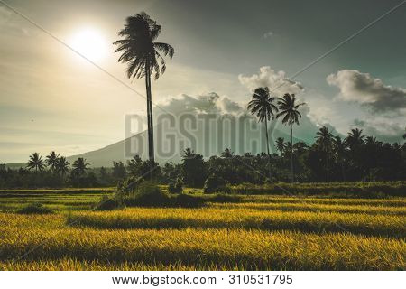 Mount Merapi, Gunung Merapi, a volcano on Java, Indonesia, illuminated by warm evening light after a heavy rain shower. Some rice fields and palm trees with a last cloud of fog infant of a blue sky.