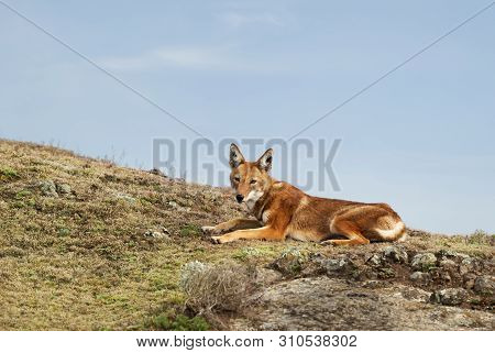 Close Up Of A Rare And Endangered Ethiopian Wolf (canis Simensis) Lying In The Highlands Of Bale Mou