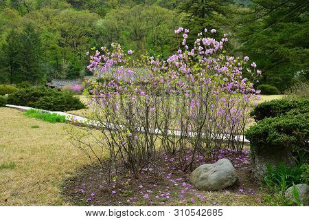 Bush Of Blooming Wild Rosemary In The Garden Of The Buddhist Monastery Bohen In North Korea. Myohan 