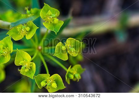 Close-up Of The Plant Euphorbia Acute On A Blurred Background, Blooming In The Month Of June, Pollin