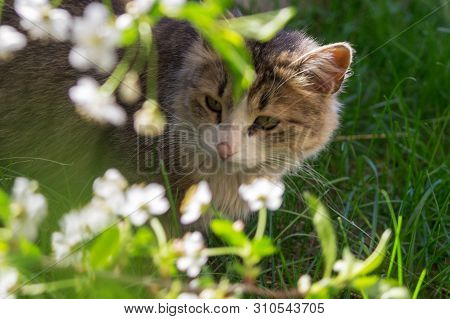 Fluffy Cat Closeup Stands In The Grass, In The Foreground Flowering Branches Of Cherry.