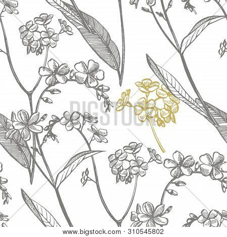 Forget-me-not Flowers. Botanical Illustration. Good For Cosmetics, Medicine, Treating, Aromatherapy,