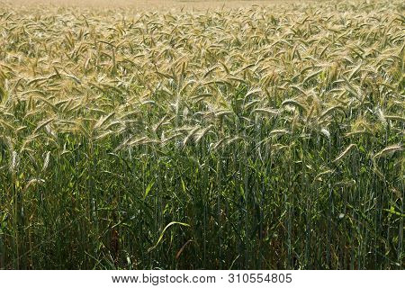Backdrop Of Ripening Ears Of Yellow Wheat Field