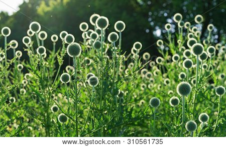 Echinops Or Thistle. Round And Spiky Flowers Of Echinops Sphaerocephalus (names: Glandular Globe-thi