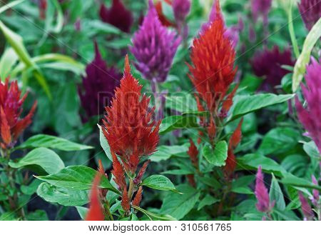 Celosia With A Bright Color And Shape Of Inflorescences, Similar To The Flame. Celosia Is A Garden O