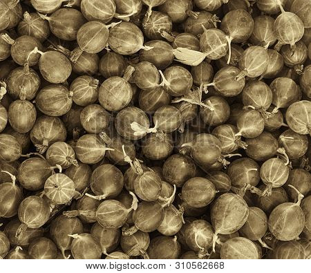 Horizontal Frame. Black And White Image. Sepia. The First Summer Harvest Of Ripe Gooseberries. Horiz