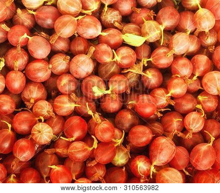 The Whole Frame Is Filled With Argus. Summer Harvest Of Ripe Red Gooseberries. Picture Taken In Ukra