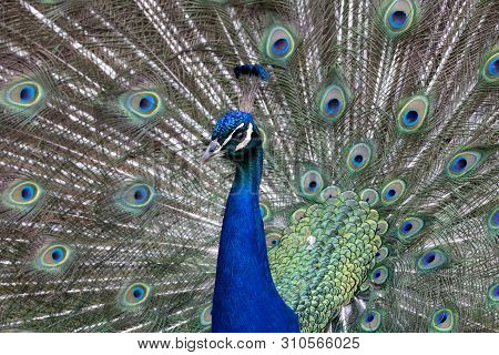 A Male Peacock With Fanned Tail Displaying To Attract A Mate