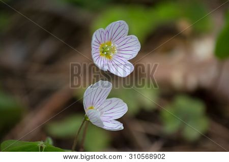 Blooming White Flowers And Trifoliate Leaves Of Oxalis Acetosella (wood Sorrel Or Common Wood Sorrel