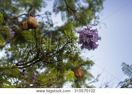 Lilac Flowers On Branch Of Jakaranda Blooming Tree
