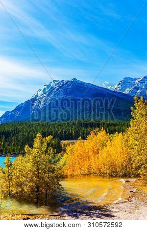 Artificial Abraham lake reflects the golden foliage of aspen and birches. Autumn flood of Abraham lake. Concept of active, ecological and photo tourism