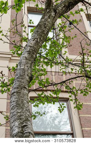 Medwediews Birch (betula Medwediewii) Tree. Close Up.