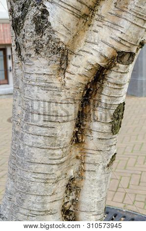 Medwediews Birch (betula Medwediewii) Trunk. Close Up.