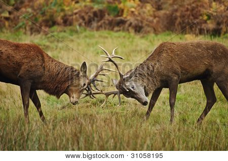 Red Deer Stags klání s parohy podzim podzim lesní louce
