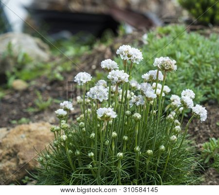 Close Up Bunch Of White Blooming Armeria Maritima, Commonly Known As Thrift, Sea Thrift Or Sea Pink,