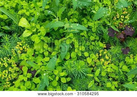 Natural Background - Meadow With A Variety Of Grassy Vegetation During The Rain Close Up