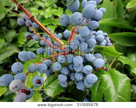 Flower Fruits Identity Macro Background Fine Art In High Quality Berberis Aquifolium Pursh Mountain 