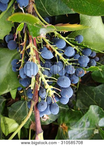 Flower Fruits Identity Macro Background Fine Art In High Quality Berberis Aquifolium Pursh Mountain 