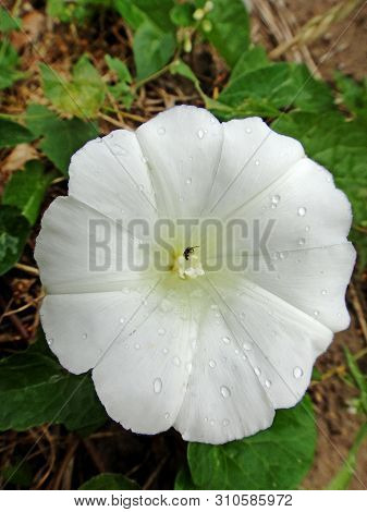 Flower Calystegia Sepium Family Convolvulaceae Botanical Identity Macro Background Fine Art In High 