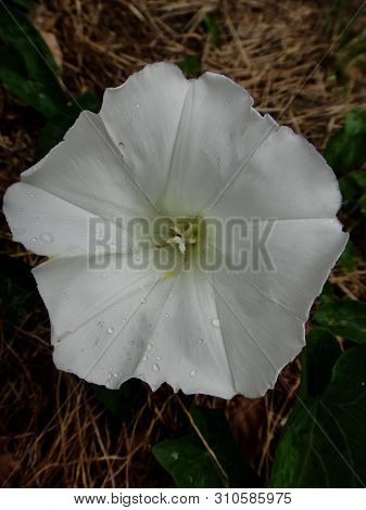 Flower Calystegia Sepium Family Convolvulaceae Botanical Identity Macro Background Fine Art In High 