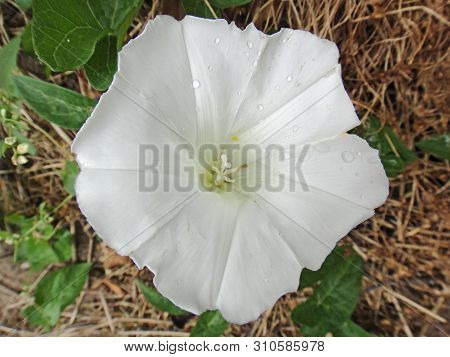 Flower Calystegia Sepium Family Convolvulaceae Botanical Identity Macro Background Fine Art In High 