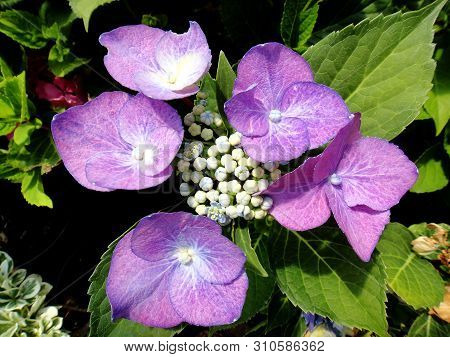 Flower Macro Background Fine Art In High Quality Hydrangea Family Hydrangeaceae
