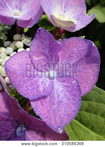 Flower Macro Background Fine Art In High Quality Hydrangea Family Hydrangeaceae