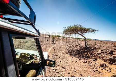 Off Road Car Going Through Savanna In Moroccan Hamada Desert Erg Chigaga Near Foum Zguid With Acacia