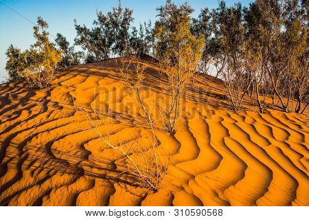 Flora In Sahara Desert In Erg Chigaga Between Sand Dunes