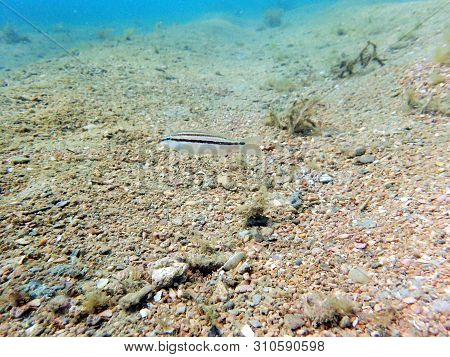 The Slippery Dick (halichoeres Bivittatus) Is A Species Of Wrasse Native To Shallow, Tropical Waters