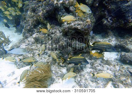 Spanish Grunts Or Haemulon Macrostomum Are Uncommonly Seen, But Recognized By The Wide Yellow Strip 