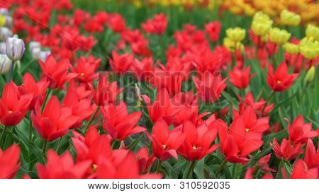 Flowerbeds Of Red, Yellow And Orange Tulips. Close Up Of Red Star Tulips.