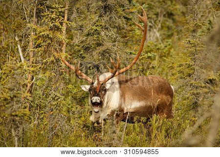 Caribou In Town Of Kenai In Kenai Peninsula In Alaska