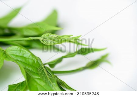 Gymnema Inodorum Leaf On White Background, Medicine Herbal Plant For Diabetes Treatment, Function Is