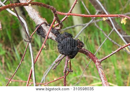 Black Knot Disease Growing On A Cherry Tree