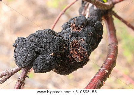 A Macro View Of Blackknot Disease On A Branch