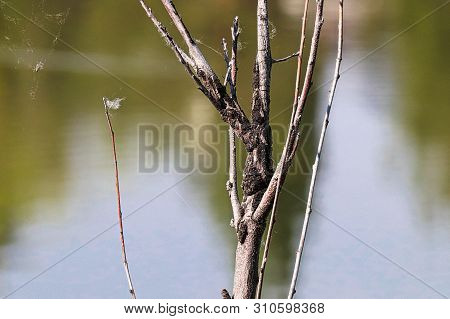 A Cancer Lilke Growth Of Knot Fungus On A Dead Tree