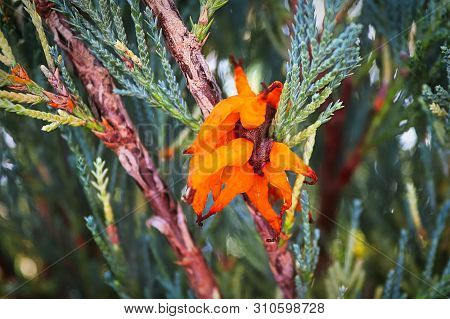 A Jelly Like Ball Of Juniper Hawthorn Rust Errupts