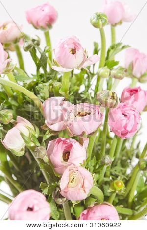 Ranuncolo rosa