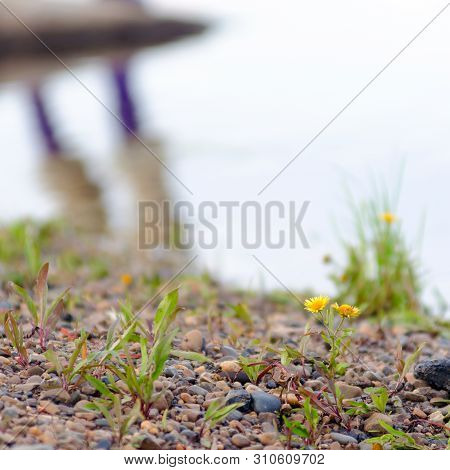 Yellow Flowers Of Doronicum Grow On The Stone Shore Against The Reflection Of The Feet Of A Fisherma
