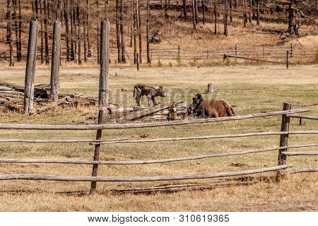 A Cow With A Calf On The Field Behind A Wooden Fence Rest. The Cow Lies, The Calf Stands Nearby. Woo