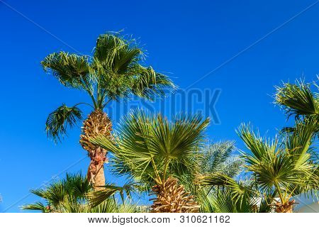 Green Sabal Palm Trees Against Blue Sky