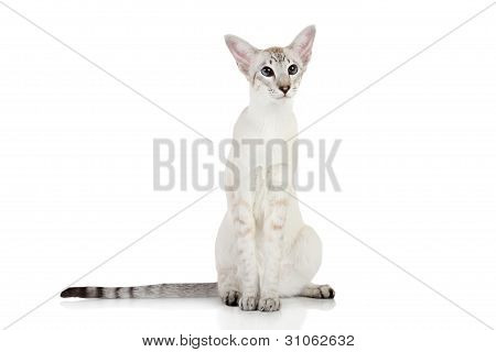 Oriental Blue Point Siamkatze