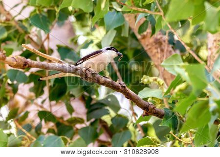 Image Of A Bird Of The Wild Lanius Schach On A Branch With An Insect In Its Beak