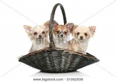 Pitkä takki Chihuahua Wattled kori