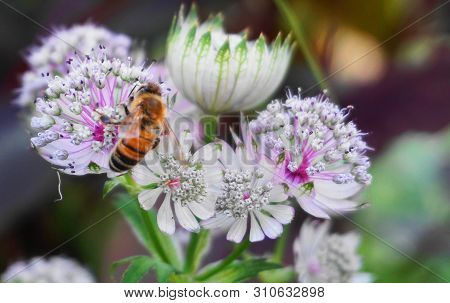 Beautiful Honey Bee Collecting Nectar From Delicate Astrantia Major Flowers Close Up. Common Name Gr