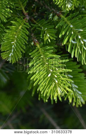 Blue Whistle Korean Fir - Latin Name - Abies Koreana Blauer Pfiff