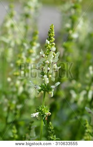 Stiff Hedgenettle Flowers - Latin Name - Stachys Recta