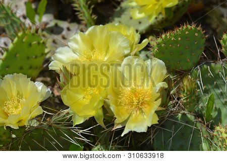 Barbary Fig Yellow Flower - Latin Name - Opuntia Monacantha (opuntia Vulgaris)