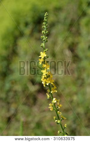 Common Agrimony Yellow Flower - Latin Name - Agrimonia Eupatoria